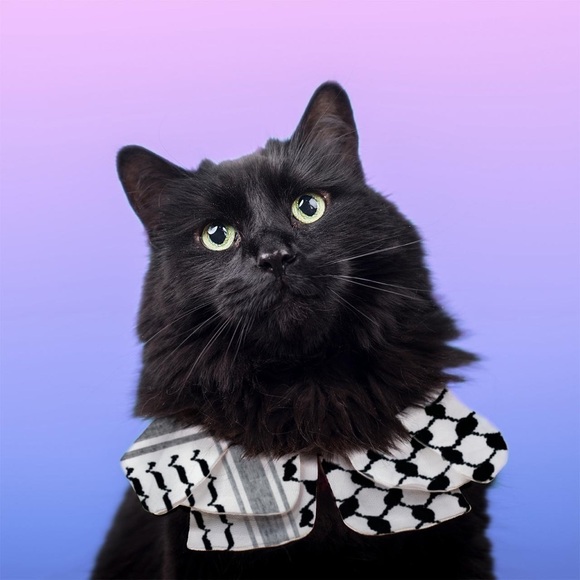 Ceasefire Meow Photography Art Prints Cats holiday gifts cards - Picture 6 of 7